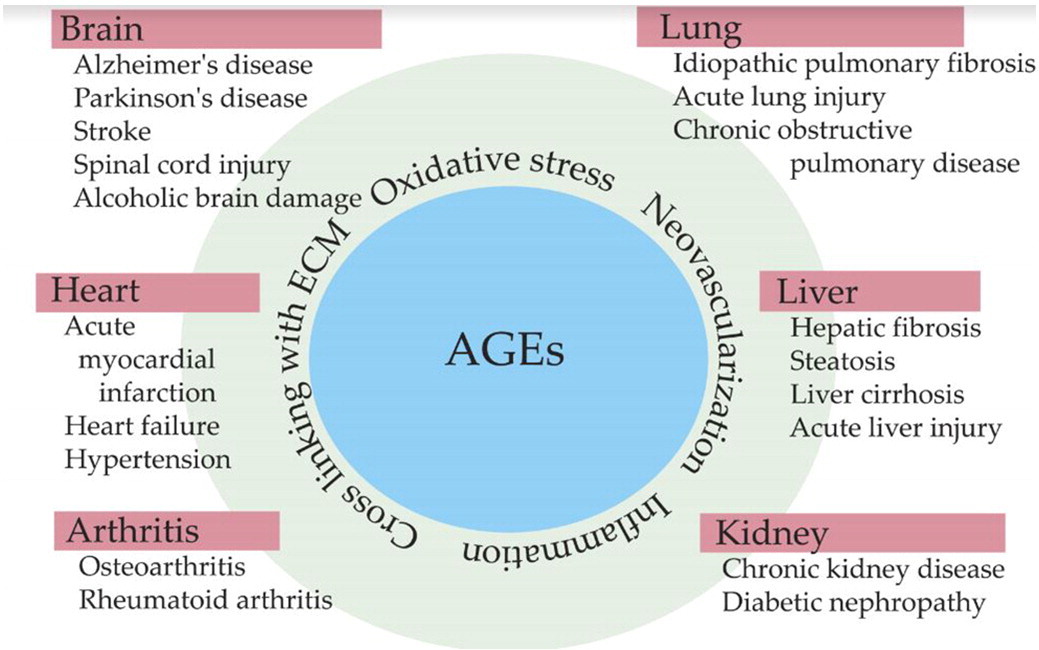 Read more about the article What are AGEs – Advanced Glycation End Products